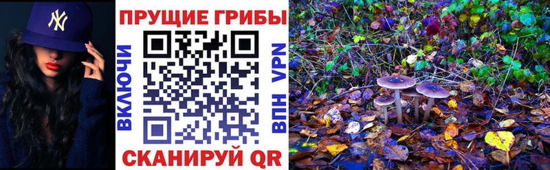 Галлюциногенные грибы Cubensis KRAKEN маркетплейс Электросталь